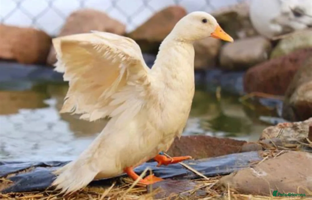 Ducks poultry for sale: Looking for female call duck - Advert 1