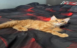 Maine Coon cats for sale: Pure blood Maine Coon kitten - Image 5