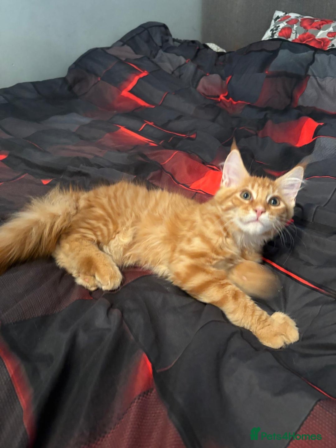 Maine Coon cats for sale: Pure blood Maine Coon kitten - Image 5