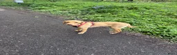 Labrador Retriever dogs for sale: KC Reg FoxRed Labrador Retriever 8 Months Old  - Advert 2