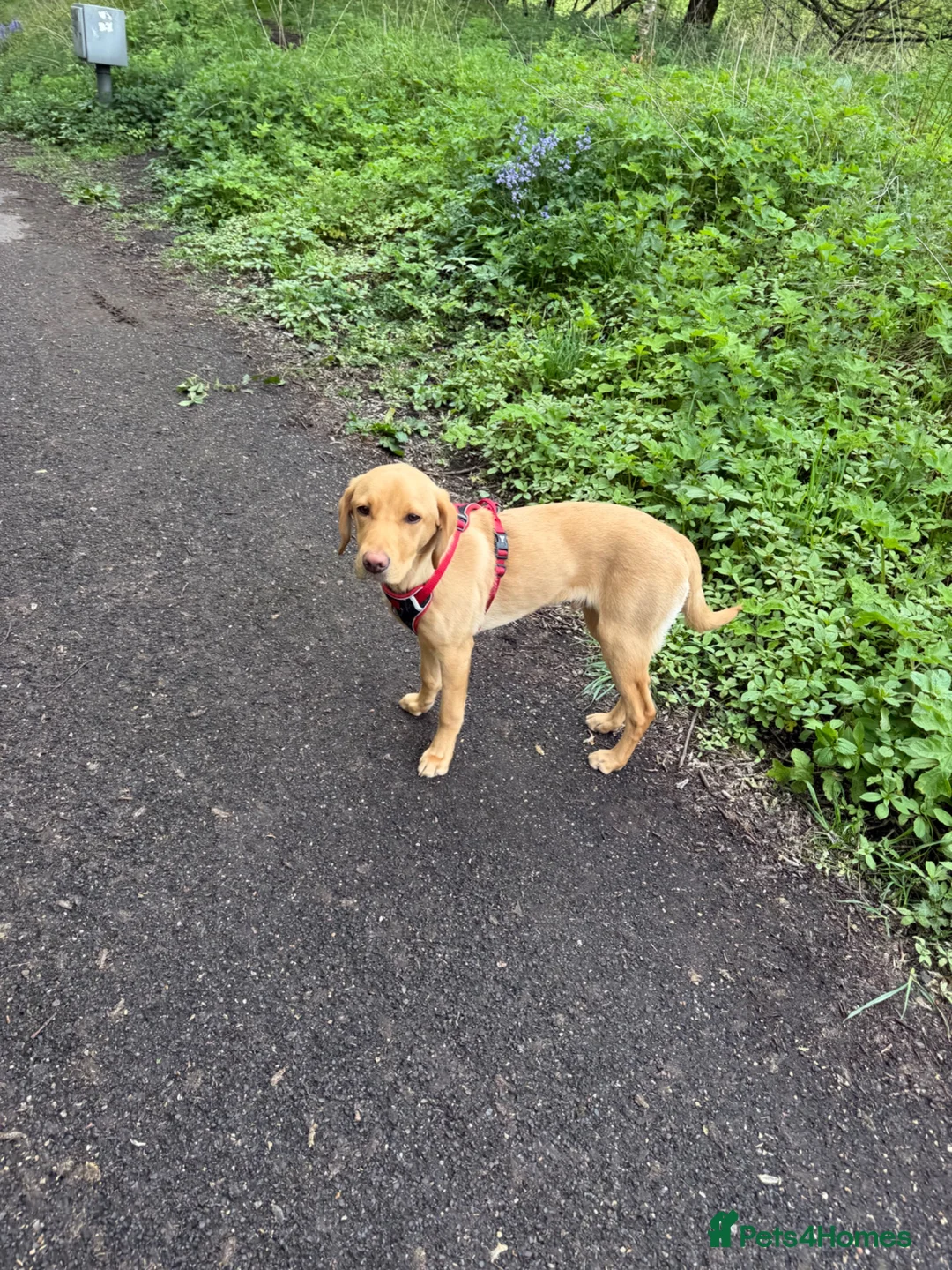 Labrador Retriever dogs for sale: KC Reg FoxRed Labrador Retriever 8 Months Old  - Advert 2