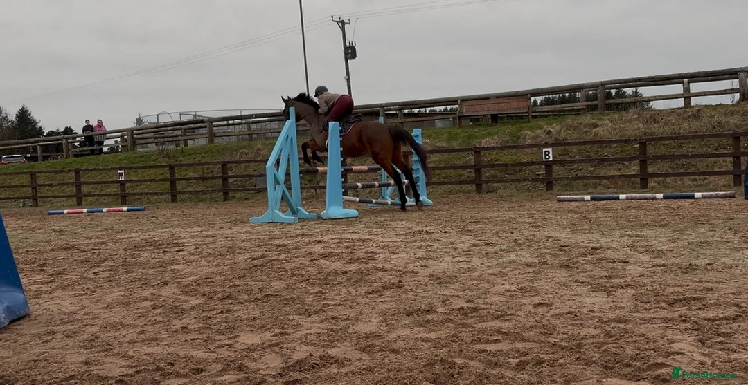 Irish Thoroughbred horses for sale: 10 yr old school mistress  - Advert 4