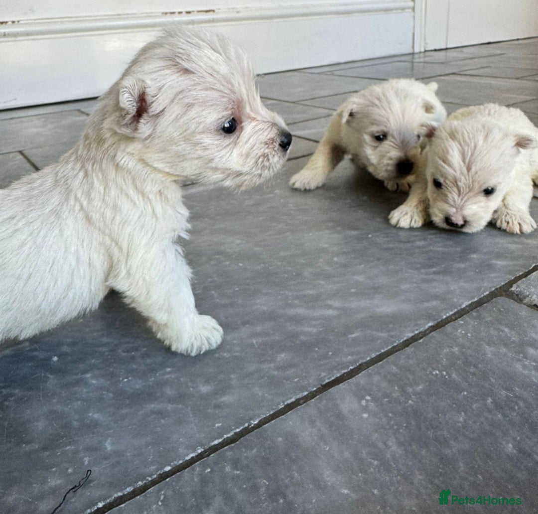 West Highland Terrier dogs for sale: Only 1 boy available  - Image 8