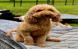 Cockapoo dogs for adoption: CoCo’s Story – Freedom After a Life of Cruelty - Image 7