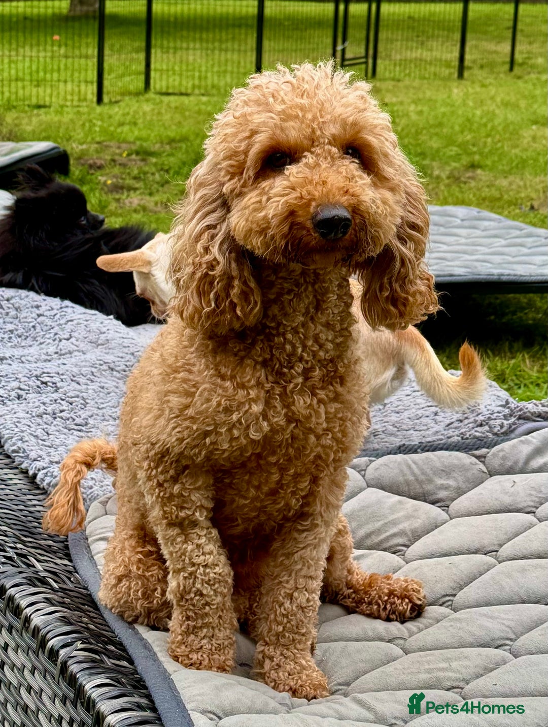 Cockapoo dogs for adoption: CoCo’s Story – Freedom After a Life of Cruelty - Image 7