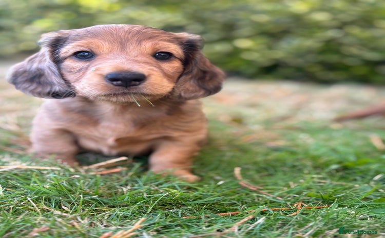 Dachshund dogs - Advert 9