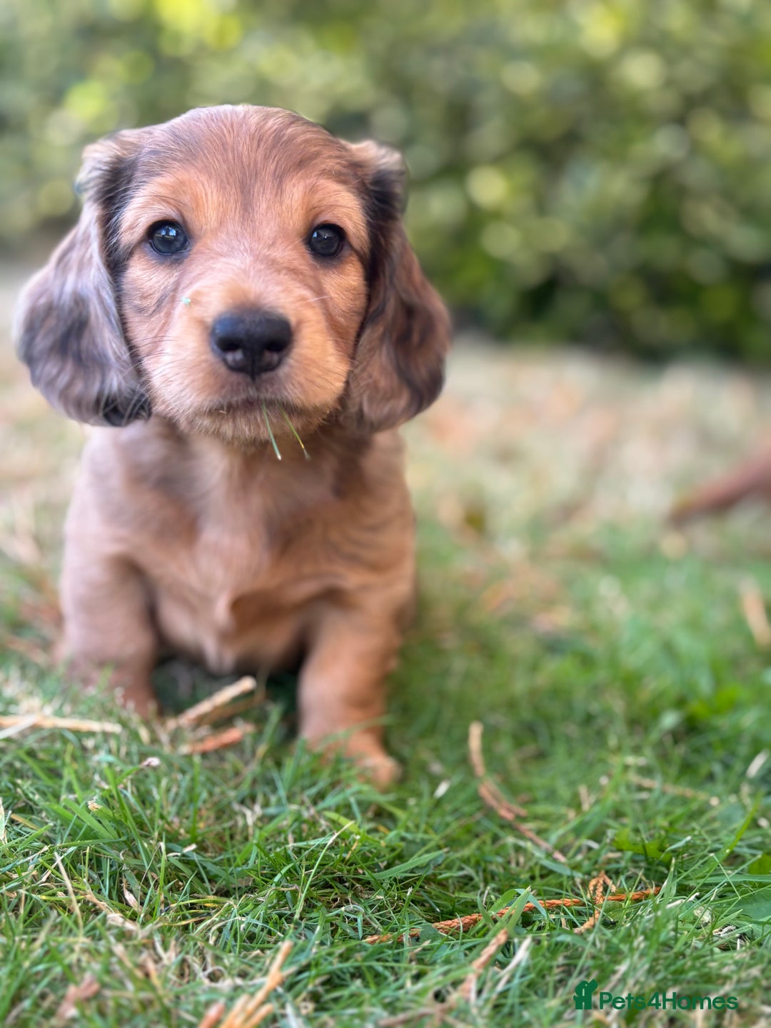 Dachshund dogs for sale: 2 American Red Long Haired Dachshund Puppies - Image 11