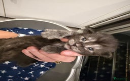 Maine Coon cats for sale: 7 beautiful kittens  - Image 14