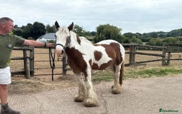 Irish Cob horses for sale: What a super little Coblet  - Image 6