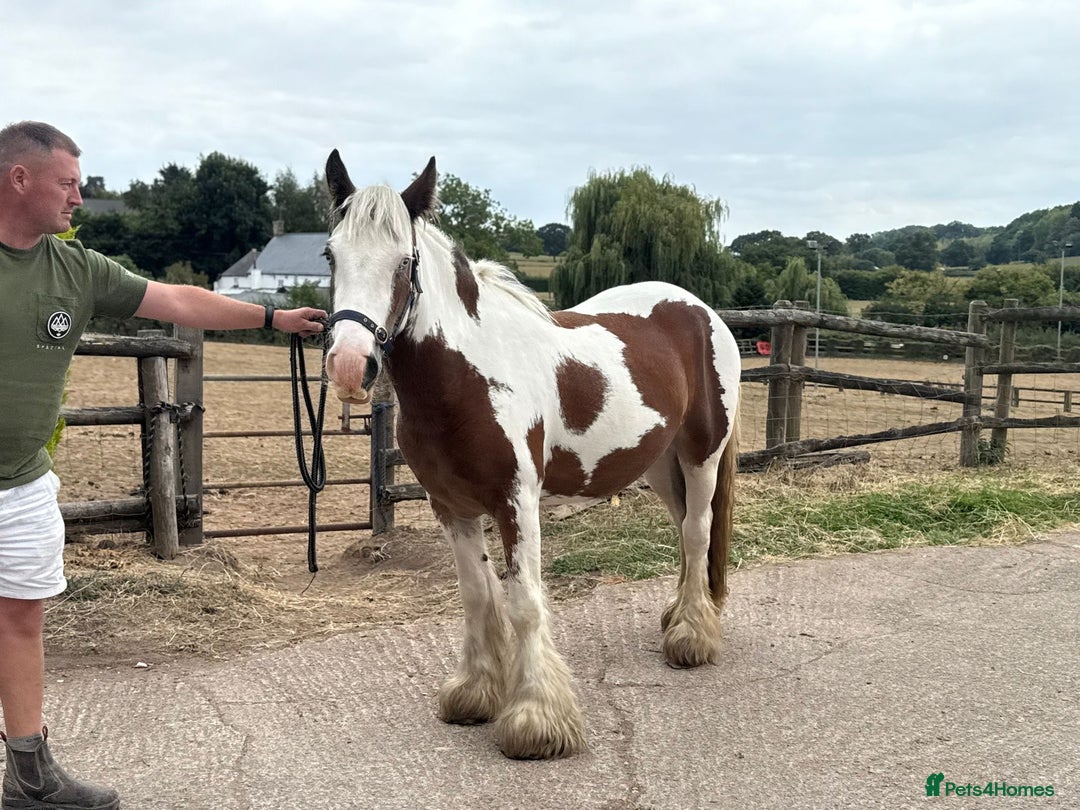 Irish Cob horses for sale: What a super little Coblet  - Image 6