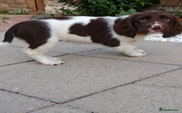 English Springer Spaniel dogs for sale: ESS girl puppies  - Image 25