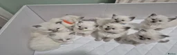 Ragdoll cats for sale: Ragdoll kittens  - Advert 9