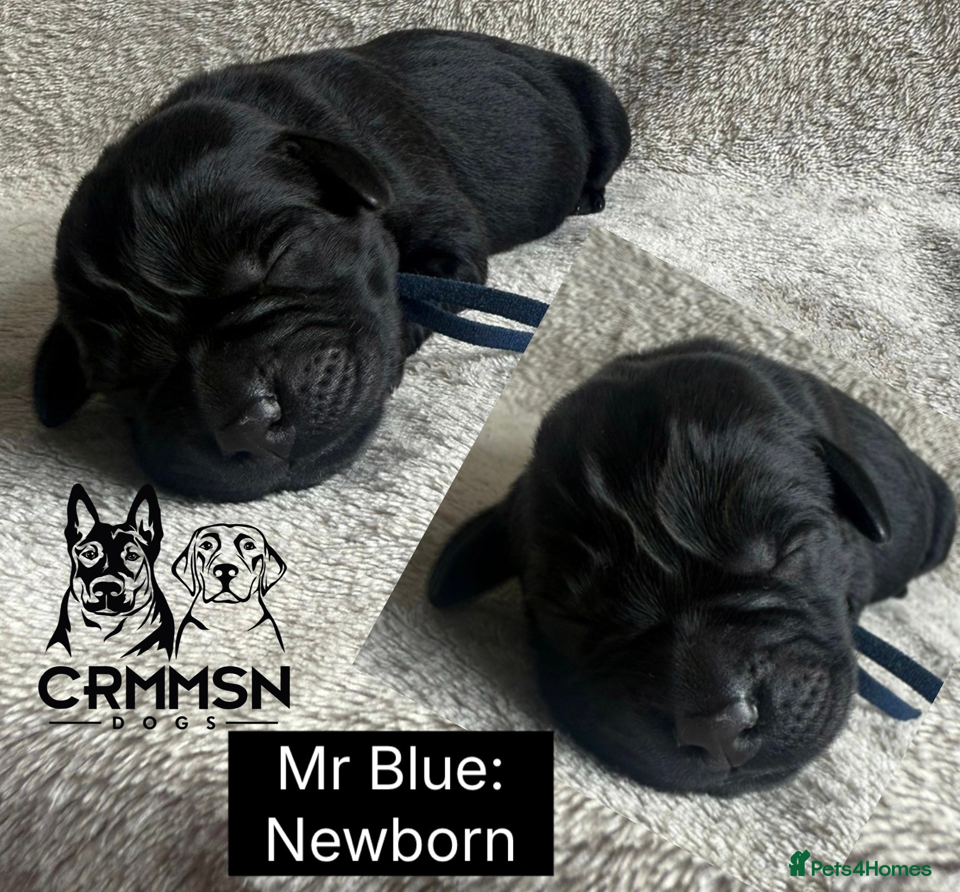 Labrador Retriever dogs Outstanding, Health Tested, KC Reg, Labrador Pups - Advert 2