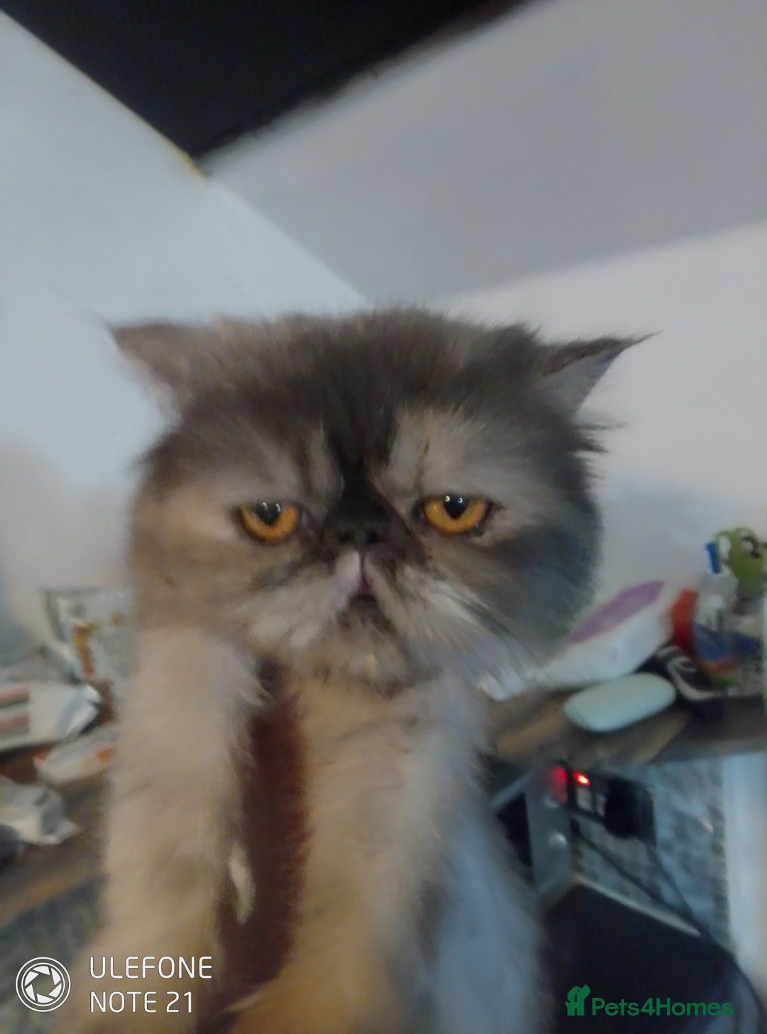 Exotic cats for sale: Beautiful exotic Persian female - Image 3