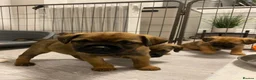 Border Terrier dogs for sale: ⭐️BORDER TERRIERS, KC REGISTERED  - Advert 5