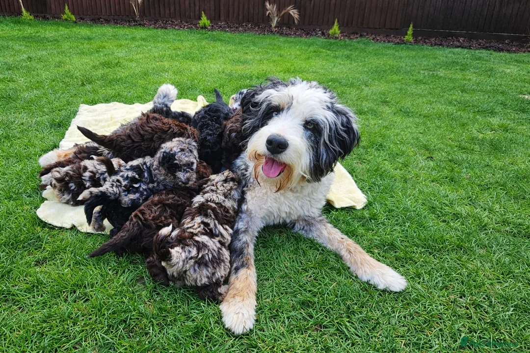 Bernedoodle dogs for sale: Bernedoodle F1B  - Advert 2