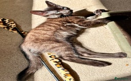 Mixed Breed cats for sale: Lovely bengal mix kittens: tabby, ginger, black - Image 2