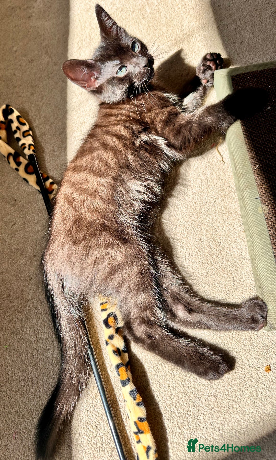 Mixed Breed cats for sale: Lovely bengal mix kittens: tabby, ginger, black - Image 2