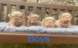 English Bulldog dogs for sale: KC REGISTERED LILAC & TAN ENGLISH BULLDOG PUPS - Image 6