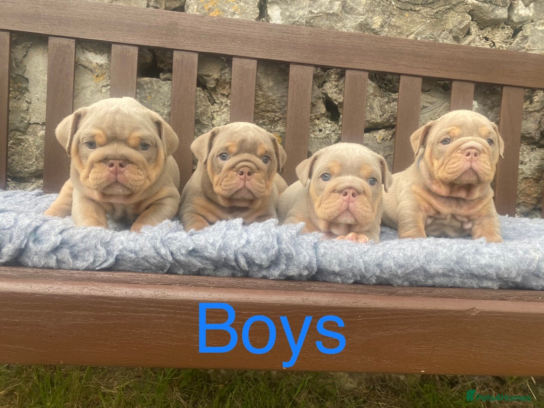 English Bulldog dogs for sale: KC REGISTERED LILAC & TAN ENGLISH BULLDOG PUPS - Image 6