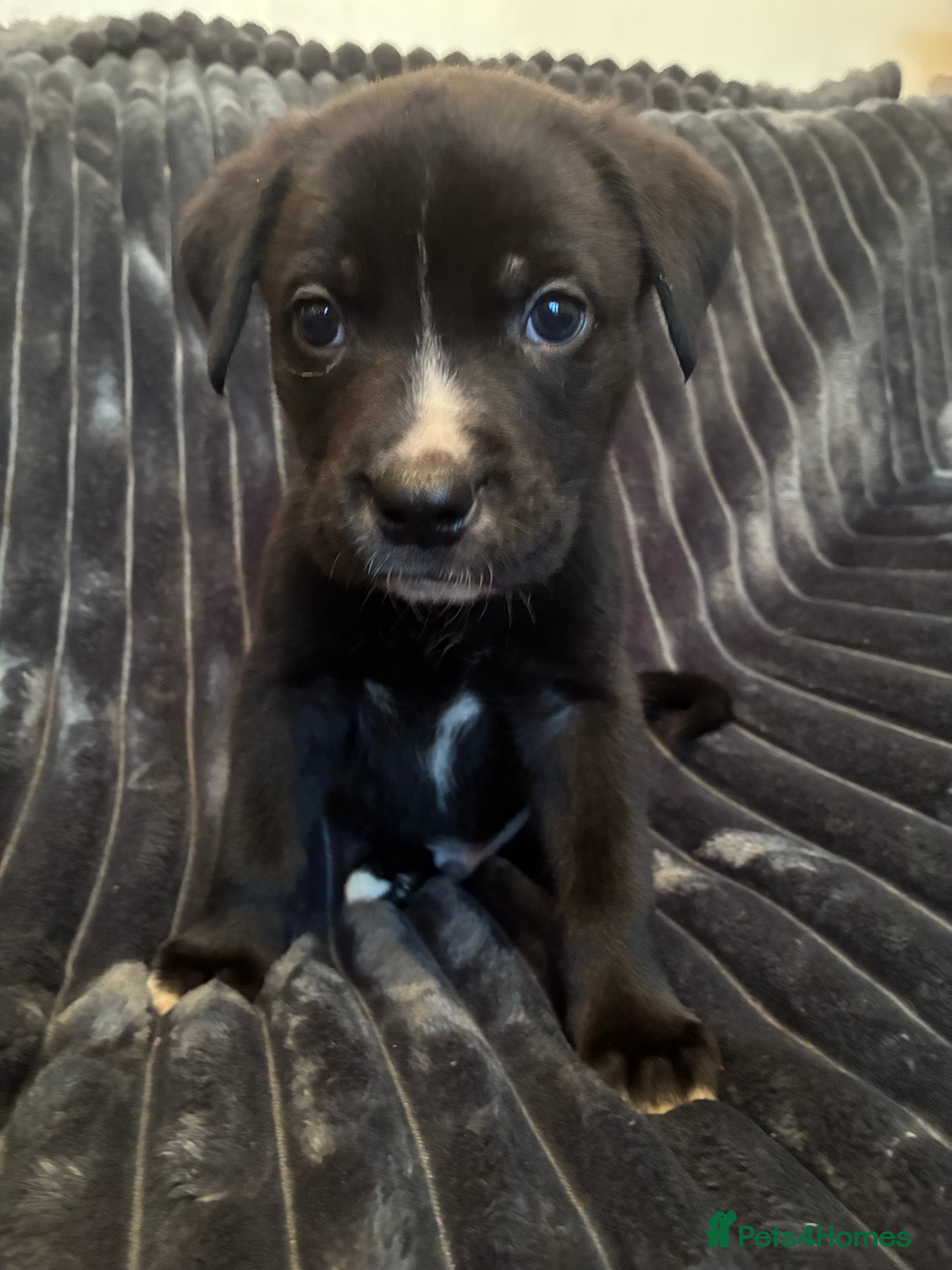 Mixed Breed dogs Cane Corso-Belgian Malanois cross American Bulldog - Advert 12