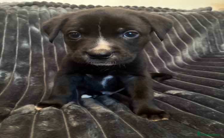 Mixed Breed dogs Cane Corso-Belgian Malanois cross American Bulldog - Advert 16