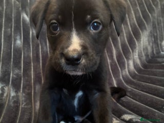 Mixed Breed dogs Cane Corso-Belgian Malanois cross American Bulldog - Advert 1