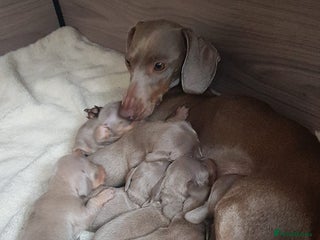 Miniature Dachshund dogs Miniature dachshund - Advert 1