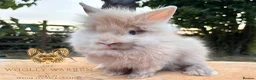Lionhead rabbits for sale: Fully Vaccinated Lionheads Ready Now  - Advert 7