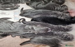 German Shepherd dogs for sale:  kc,health tested straight back german shepherd - Image 3