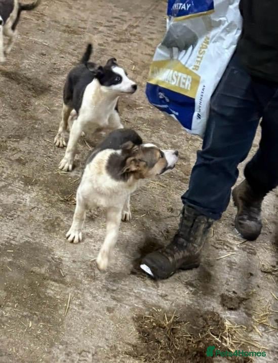 Welsh Collie dogs 2 border collie boys for sale - Advert 1