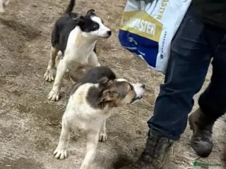 Welsh Collie dogs 2 border collie boys for sale - Advert 1