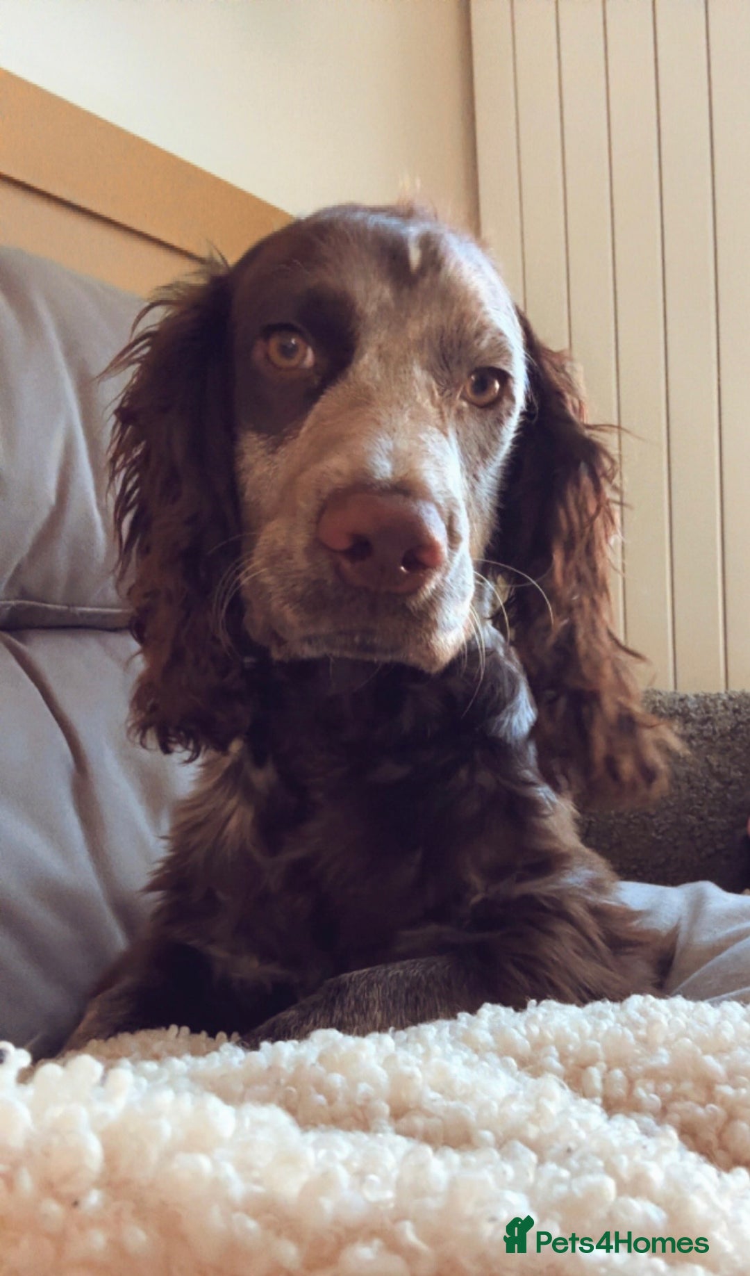 Cocker Spaniel dogs for sale: Cocker Spaniel Roam  - Advert 4