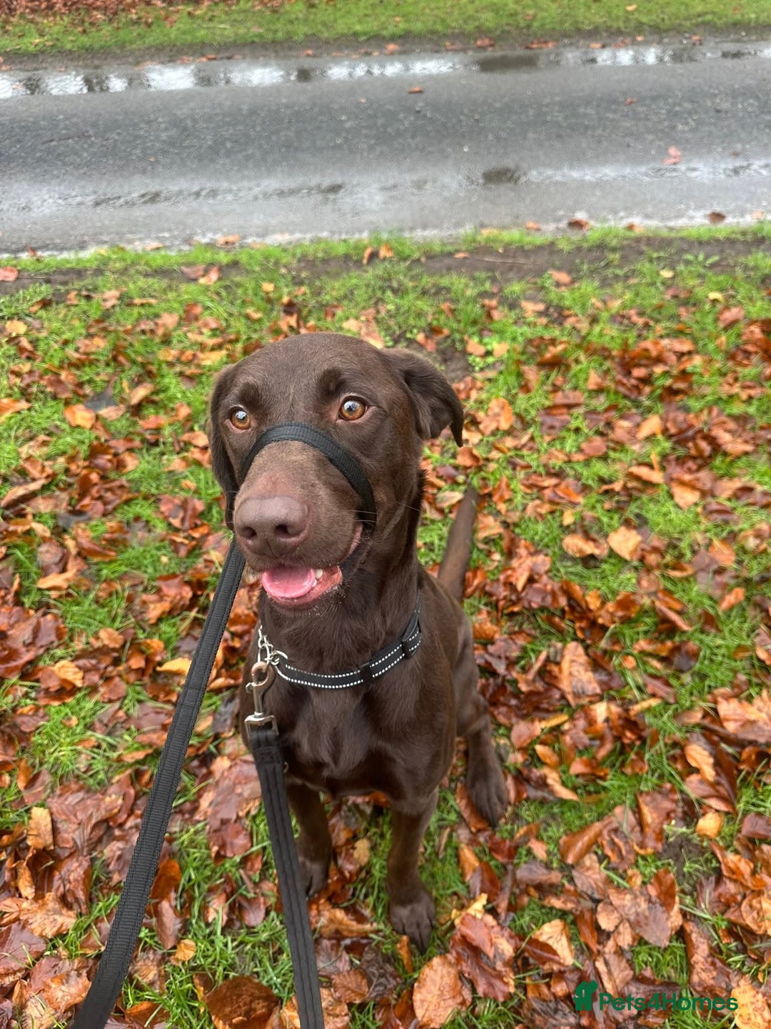 Mixed Breed dogs for adoption: Cooper - Advert 7