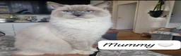 Ragdoll cats for sale: 💕 ONLY 2 BEAUTIFUL RAGDOLL GIRLS LEFT  - Advert 5