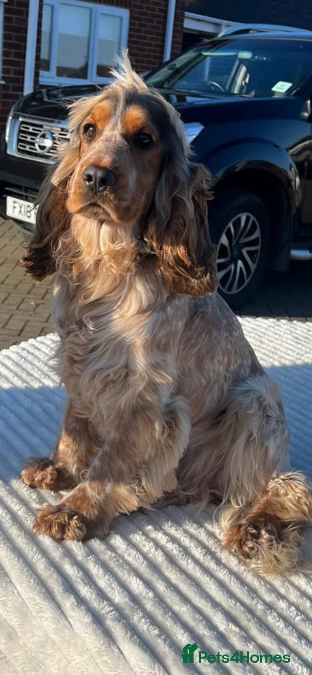 Cocker Spaniel dogs for stud: 2 PROVEN/HEALTH CLEAR KC Show Cocker Spaniels Stud in Shildon - Advert 8