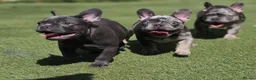 French Bulldog dogs for sale: REDUCED Stunning French Bulldog Pups  - Advert 19