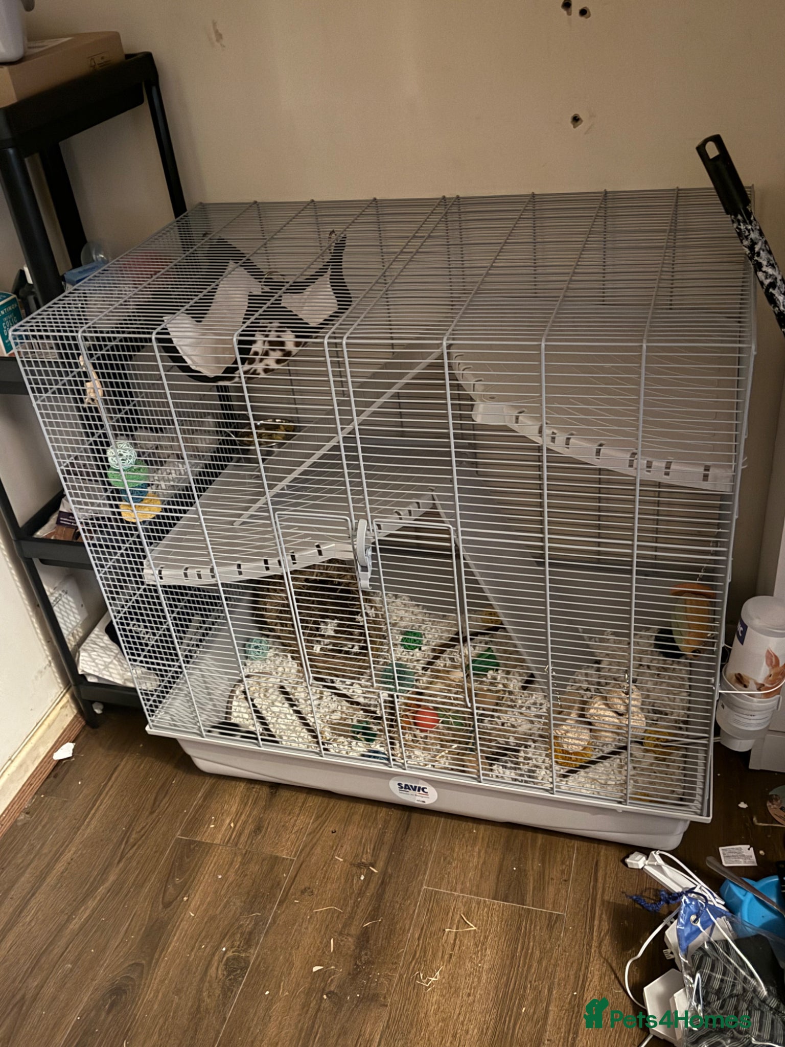 Rat rodents 3 male 6 months old rats - Advert 1