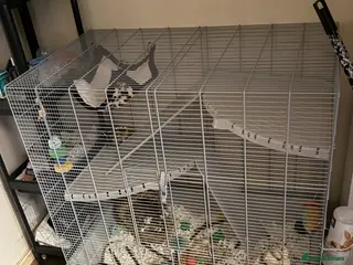 Rat rodents 3 male 6 months old rats - Advert 1