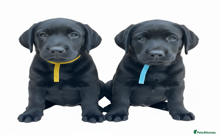 Labrador Retriever dogs - Advert 4