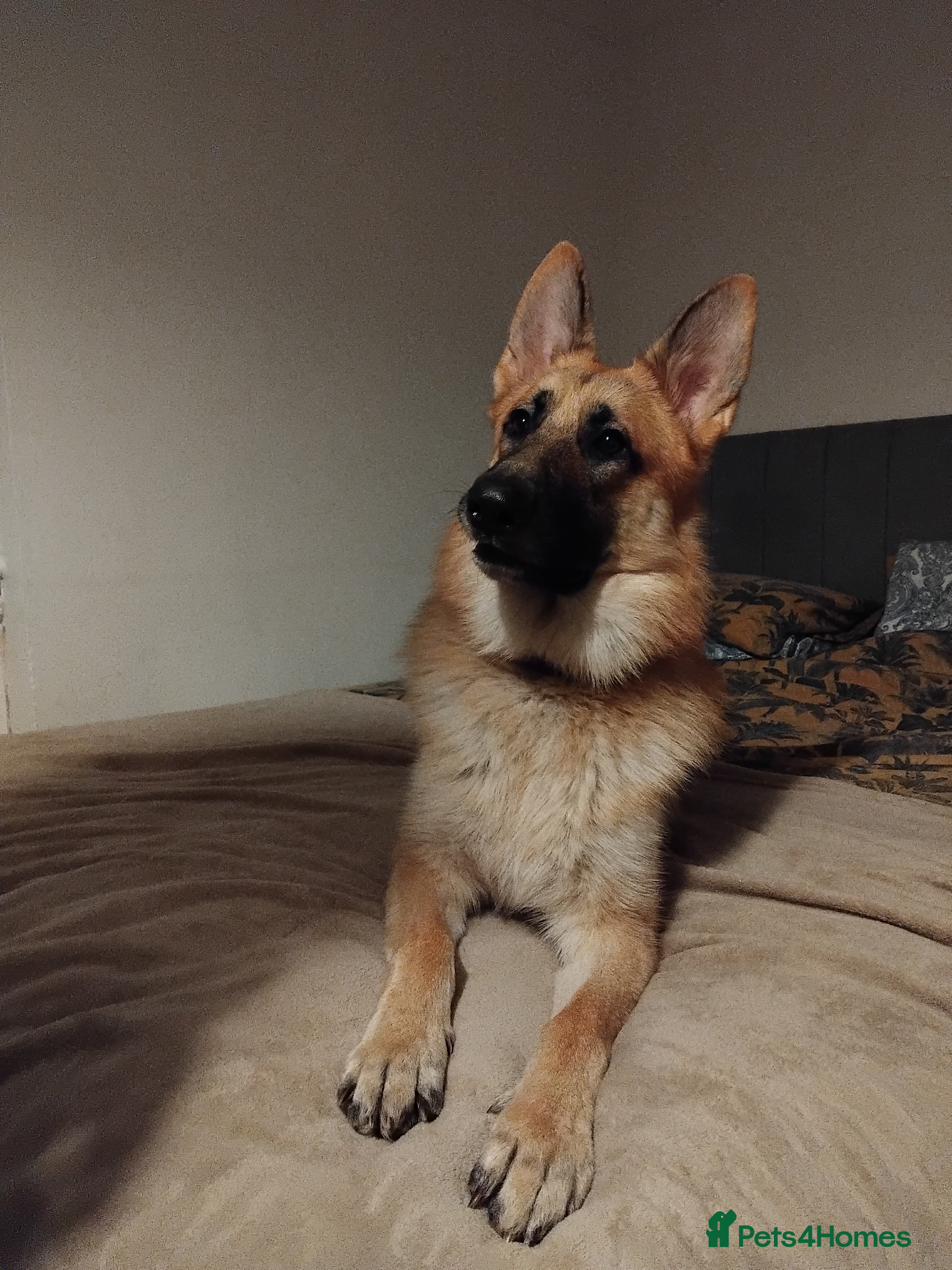 German Shepherd dogs Ragnar the German Shepherd stud - Advert 1