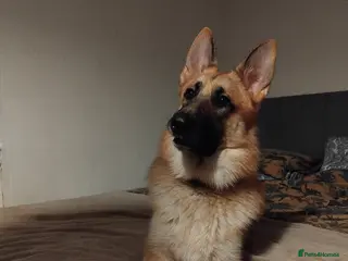 German Shepherd dogs Ragnar the German Shepherd stud - Advert 2