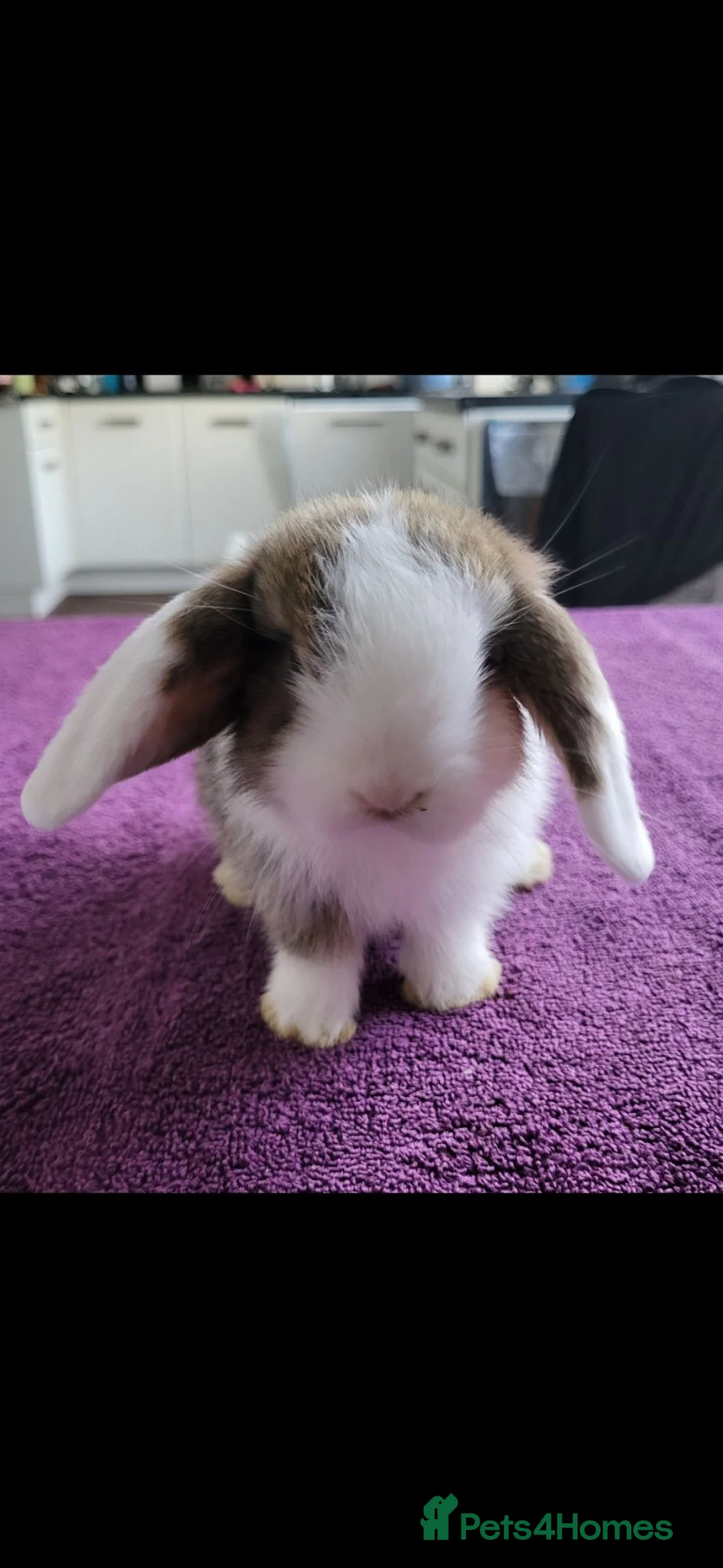 Mini Lop rabbits for sale: Beautiful Mini lop looking good a home  - Advert 2