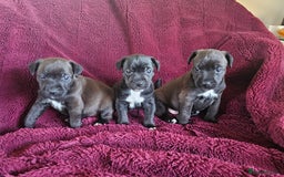 Patterjack dogs for sale: Patterjack Pups - Image 2