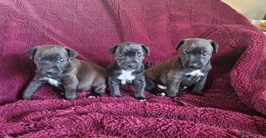 Patterjack dogs Patterjack Pups 1 boy left - Advert 4