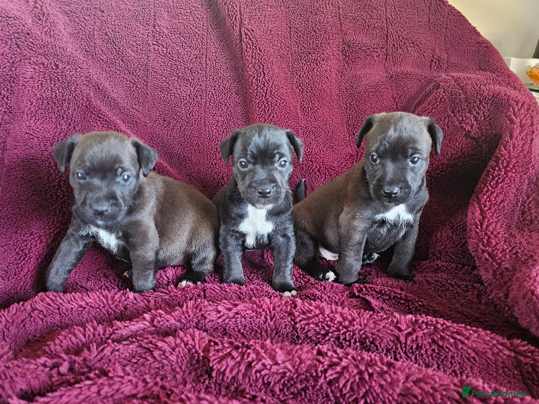Patterjack dogs for sale: Patterjack Pups - Image 2