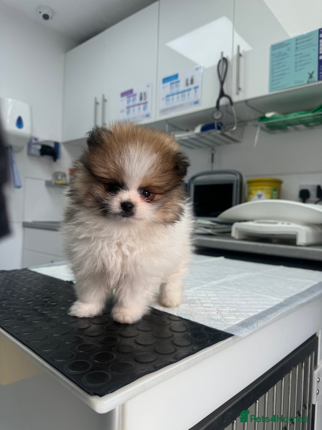 Pomeranian dogs for sale: Unique patterned Pomeranians 🩵 - Advert 8