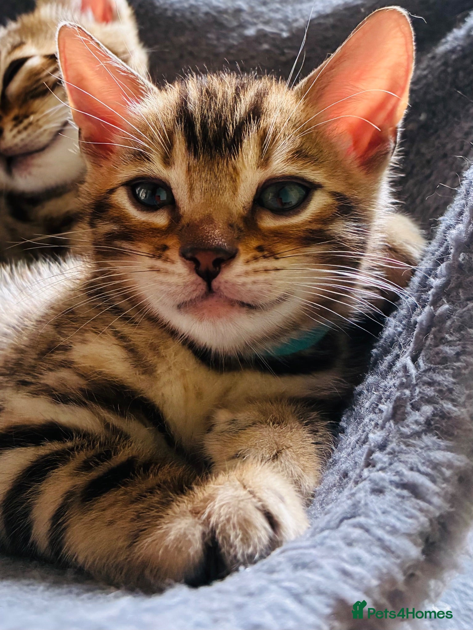 Bengal cats ⭐️FINAL BENGAL KITTEN⭐️ Beautiful Bengal Kittens - Advert 1