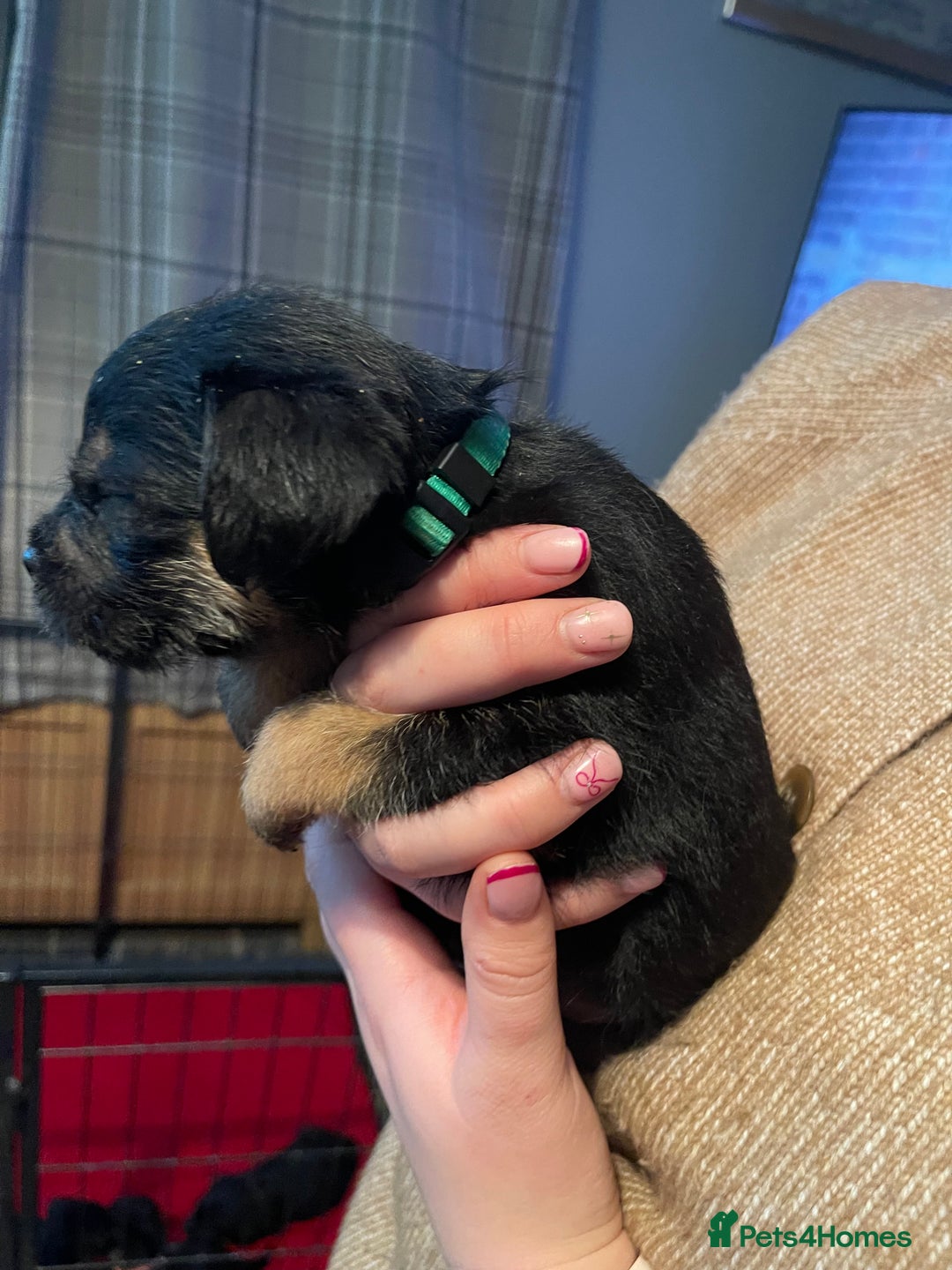 Border Terrier dogs for sale: Border Terrier Pups - Advert 34