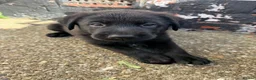 Sheprador dogs for sale: German Shepherd x Labrador pups - Advert 14